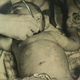 Illustration for article titled The Effects Of Japans 1955 Poison-Milk Coverup Persist To This Day